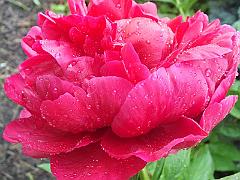 peony14 (20)